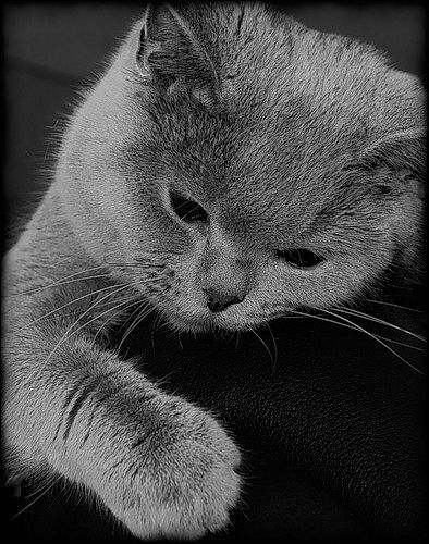 Маняша Маняша