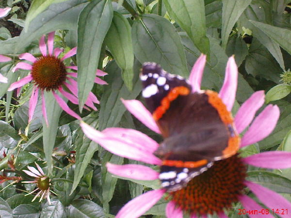 Алексей Мяснянкин