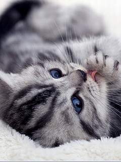 Мария Тихолоз