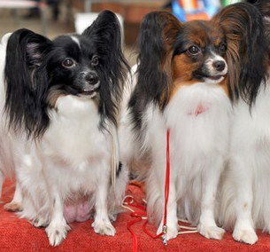 Ирина Прозоровская