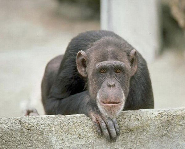 Никита Фурман