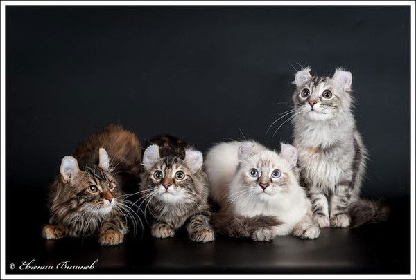 Ирина Перевертова