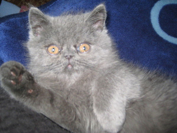 Ярослав Ковалев