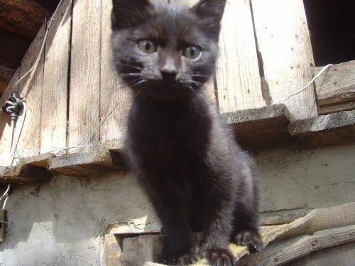 Людмила Лисичкина