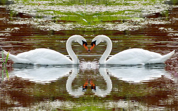 Наталья Варнелло