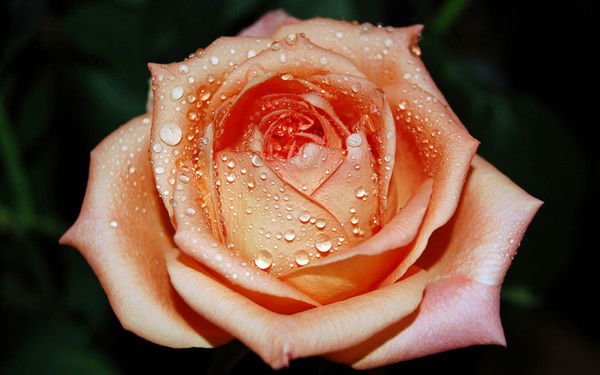 Узембаева Раушан Аниева