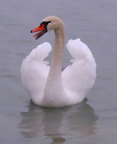 Татьяна Ковалева