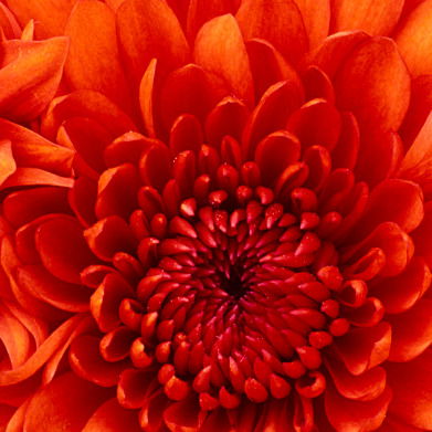 Настя Пищина