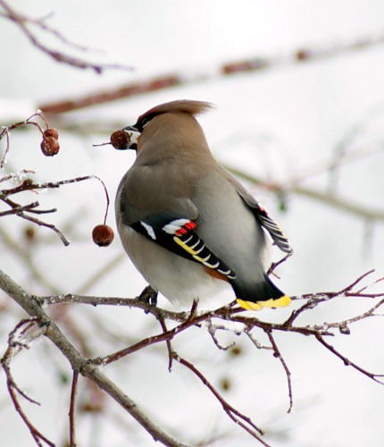 Надюшка Хохлова