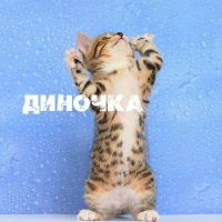 Дина Морозова