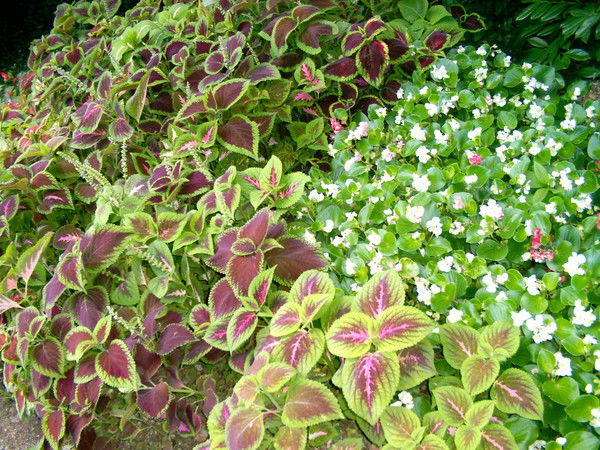 Вячеслав Смирнов