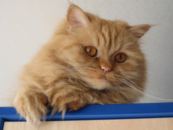 Роман Монахов