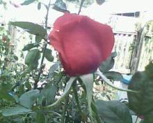 Наталья Брантова