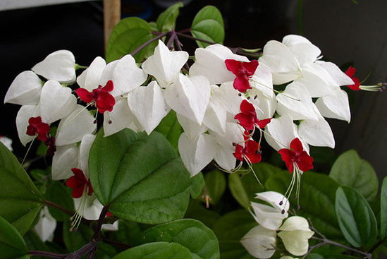 Гульназ Камалиева