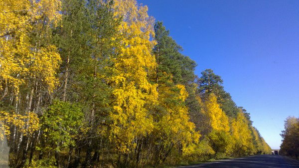 Елена Шилова