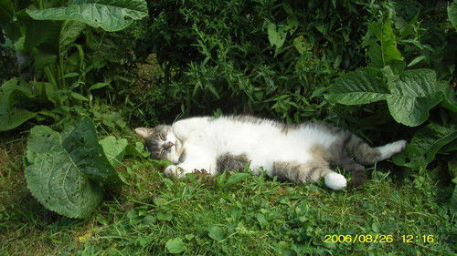 Александр Деменцов