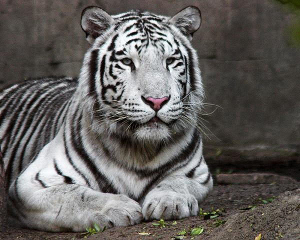 Алексей Володин