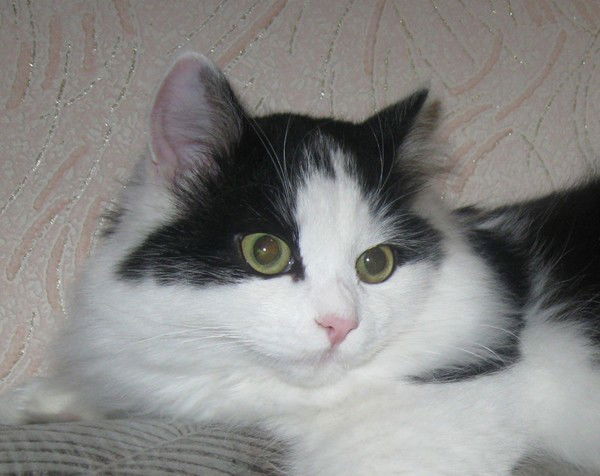 Евгений Воронов