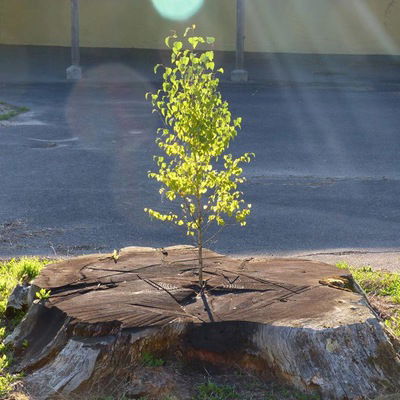 Алиса Кастальская