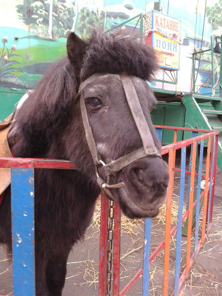 Капман Николай