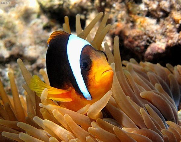 Виктор Серебренников