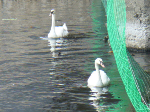 Андрей Васнецов