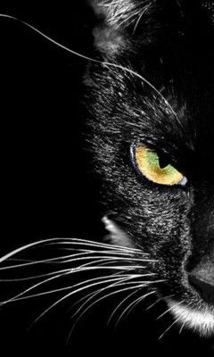 Ксения Ладынина