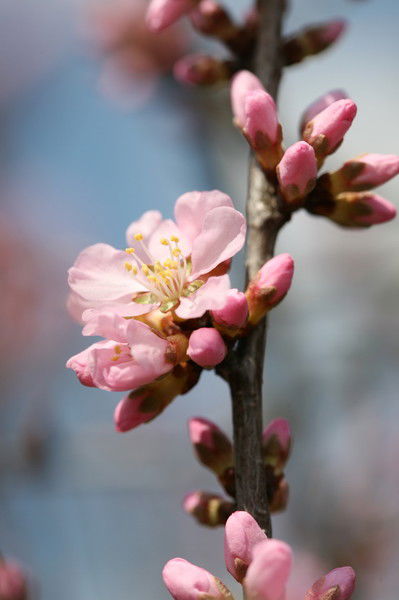 Лариса Самохина