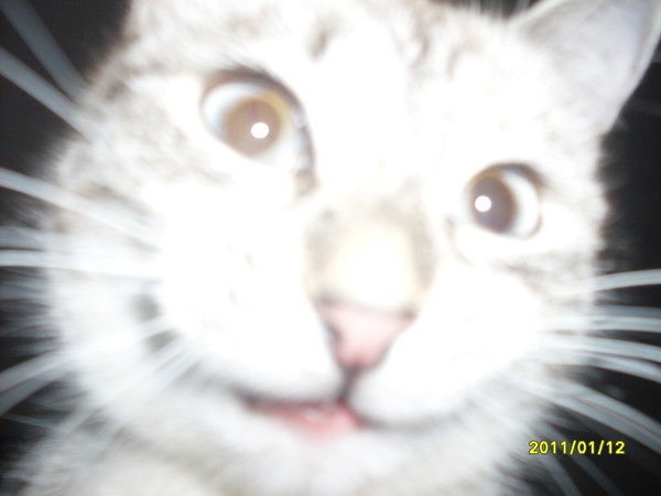 Пафнутий Петрович