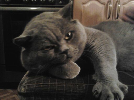 Дмитрий Месник