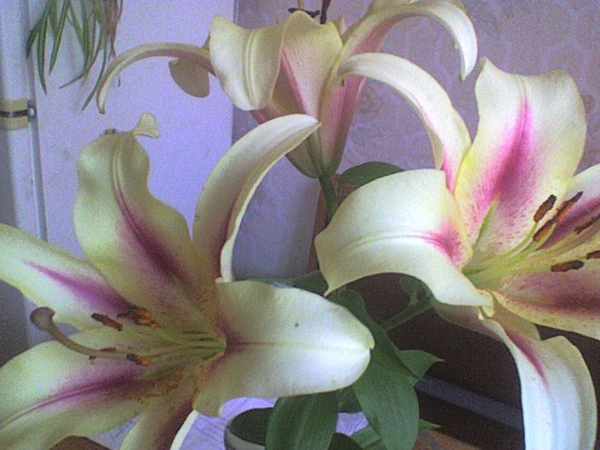 Трифонова Ирина