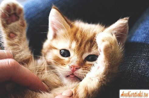 Оля Марышева