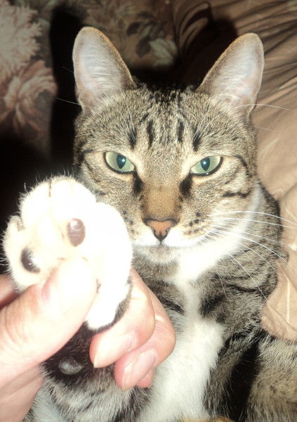 Диана Дюмина