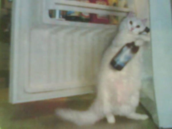 Дмитрий Каляманский