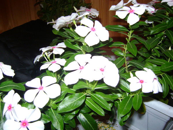 Альфия Салихова