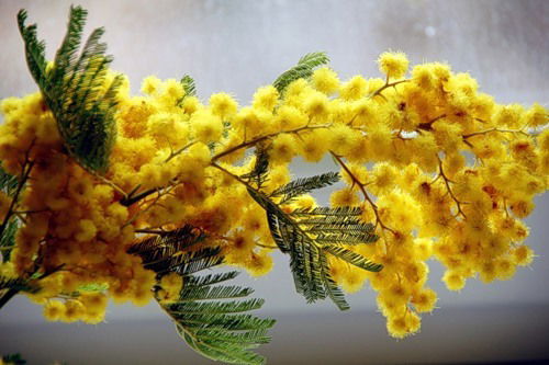 Алина Дурова