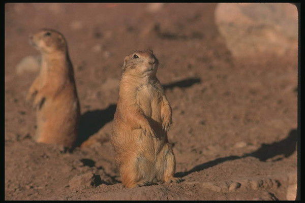 Роман Сенив