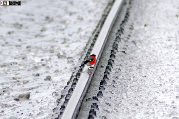 Николай Беляев