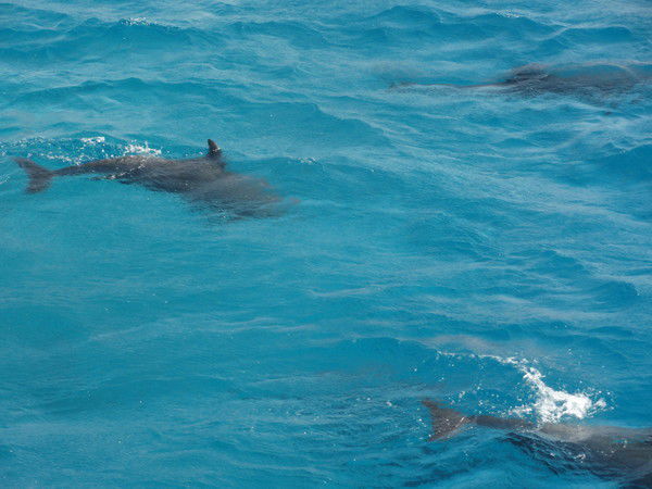 Оксана Ермоленко( Годованец)