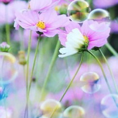 Светлана Ширшова