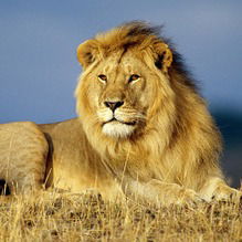 Святослав Гордон