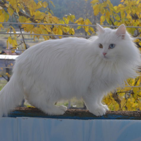 Светлана Филонова