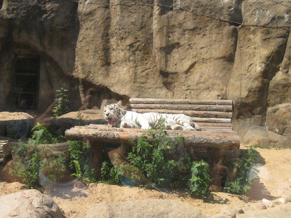 Надежда Сигарева