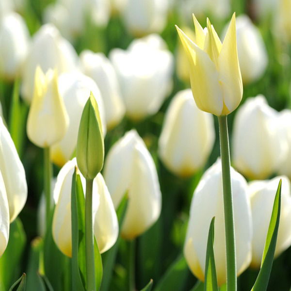 Анастасия К