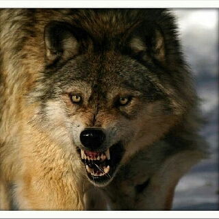 Роман Прибылов