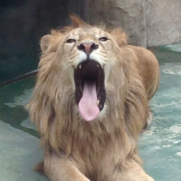 Сергей Горелый