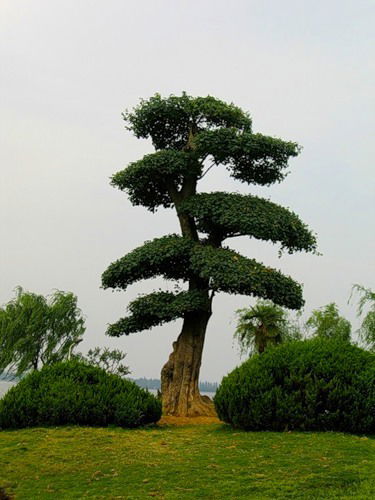 Пкн Секвойя