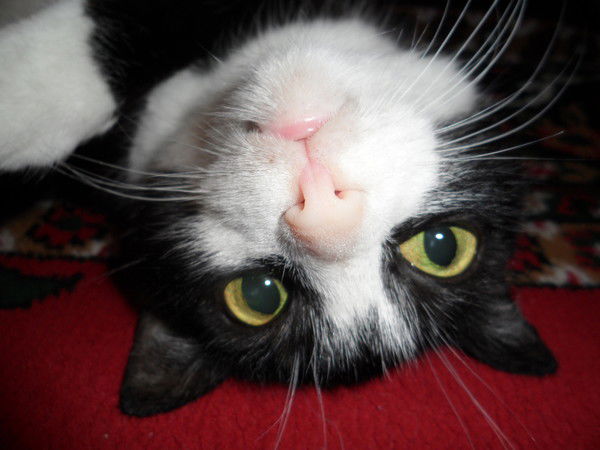 Наталья Корниенко