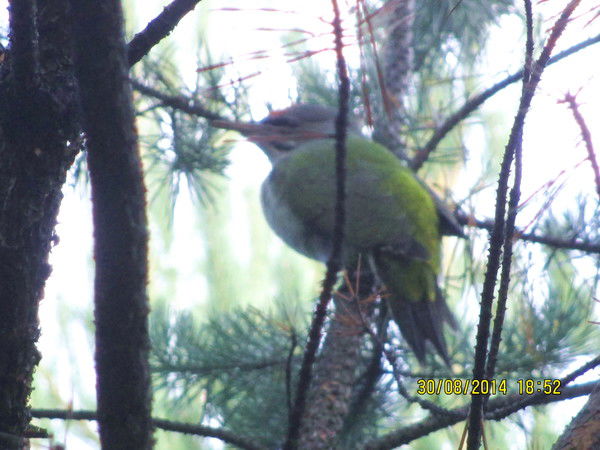 Ольга Максимовских