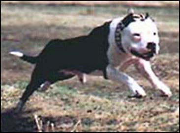 Бауыржан Шукеев